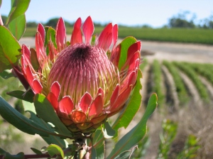 Protea in the Vineyard