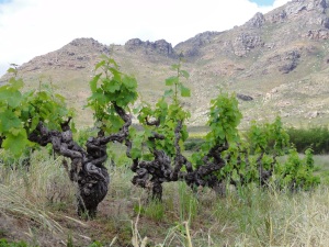 Bush Vine Vinezard in the Swartland