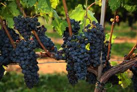 Cabernet Franc ready to be picked