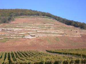Vineyard Sites